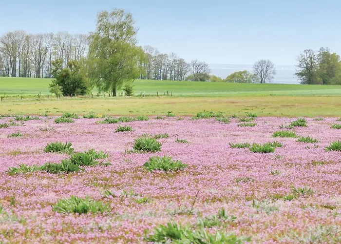 Reetdachhaus 4 Auf Usedom Garz (Usedom)